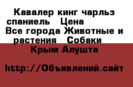 Кавалер кинг чарльз спаниель › Цена ­ 40 000 - Все города Животные и растения » Собаки   . Крым,Алушта